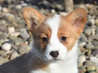 Welsh Corgi Pembroke dogs for sale: Ellie - Ad 3