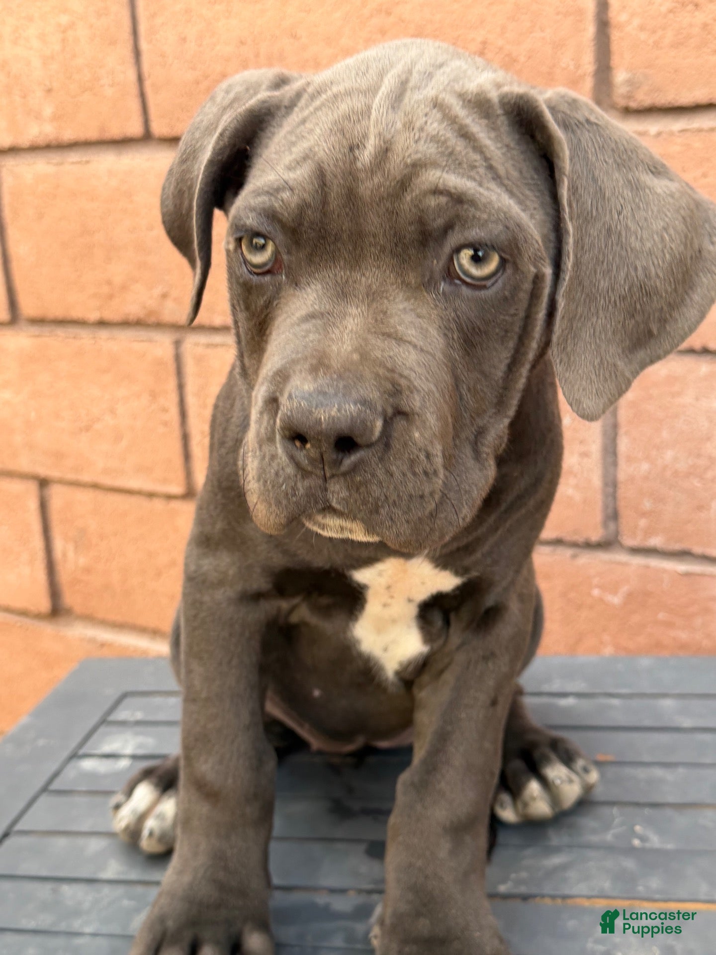 Cane Corso dogs for sale: Cane Corso 6 - Ad 1