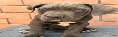 Cane Corso 6