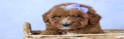 Mini Goldendoodle dogs for sale: 🐾 Meet Natasha – F2B Mini Goldendoodle Puppy 🐾 - Ad 8