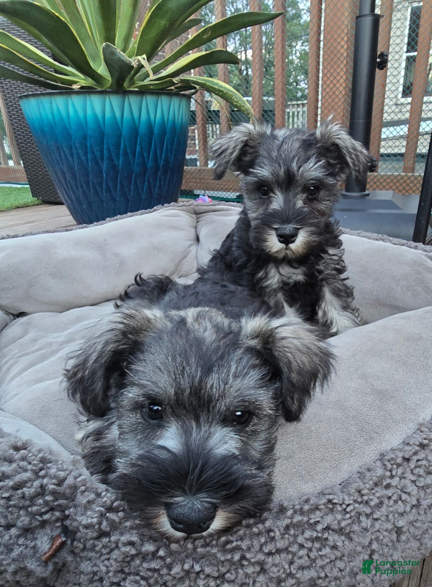 Miniature Schnauzer dogs Miniature Schnauzer 3 - Ad 1