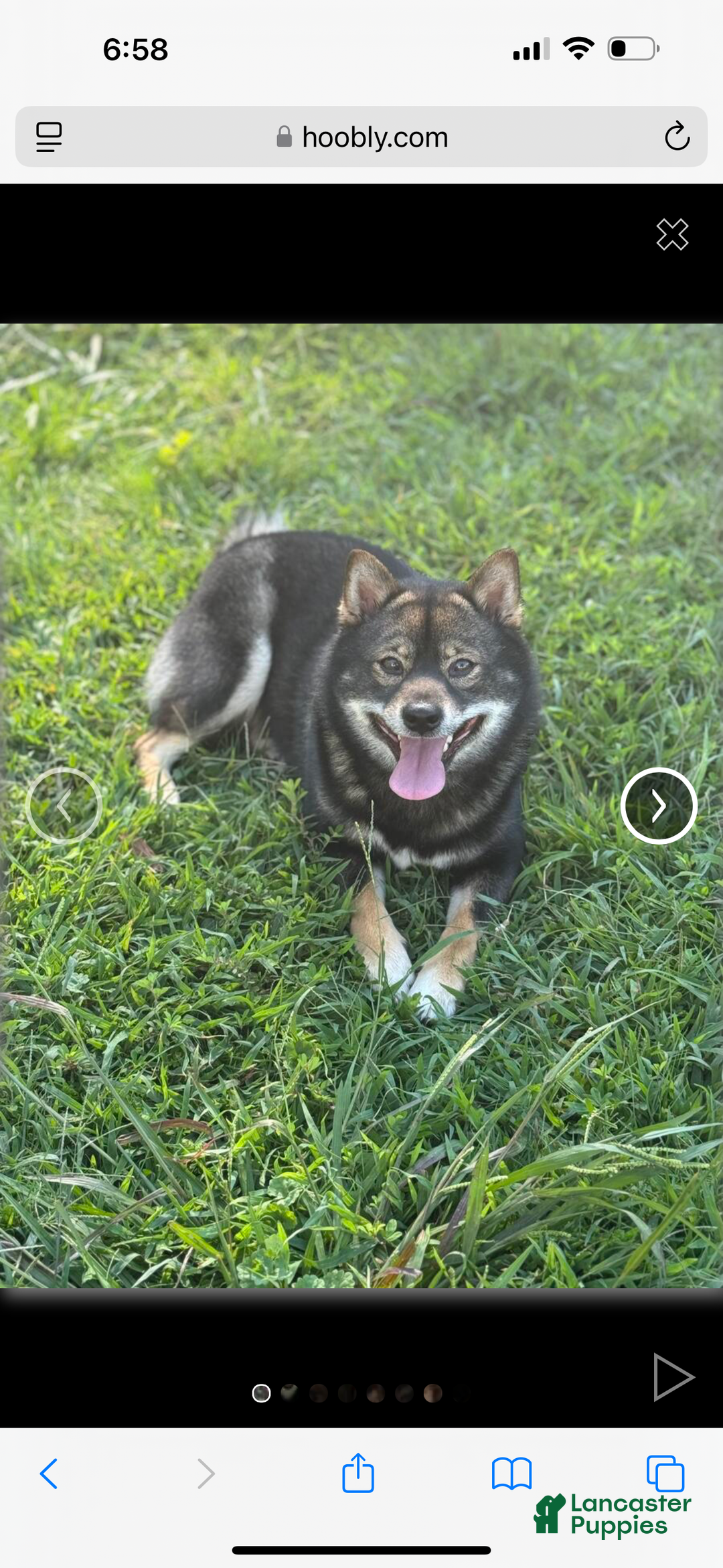 Shiba Inu dogs for sale: Shiba Inu Puppy 2 - Ad 10