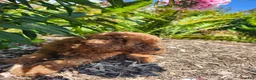 Miniature Poodle dogs for sale: Teddy - Ad 7