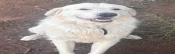 Mixed Breed dogs for sale: Mercy - Ad 6