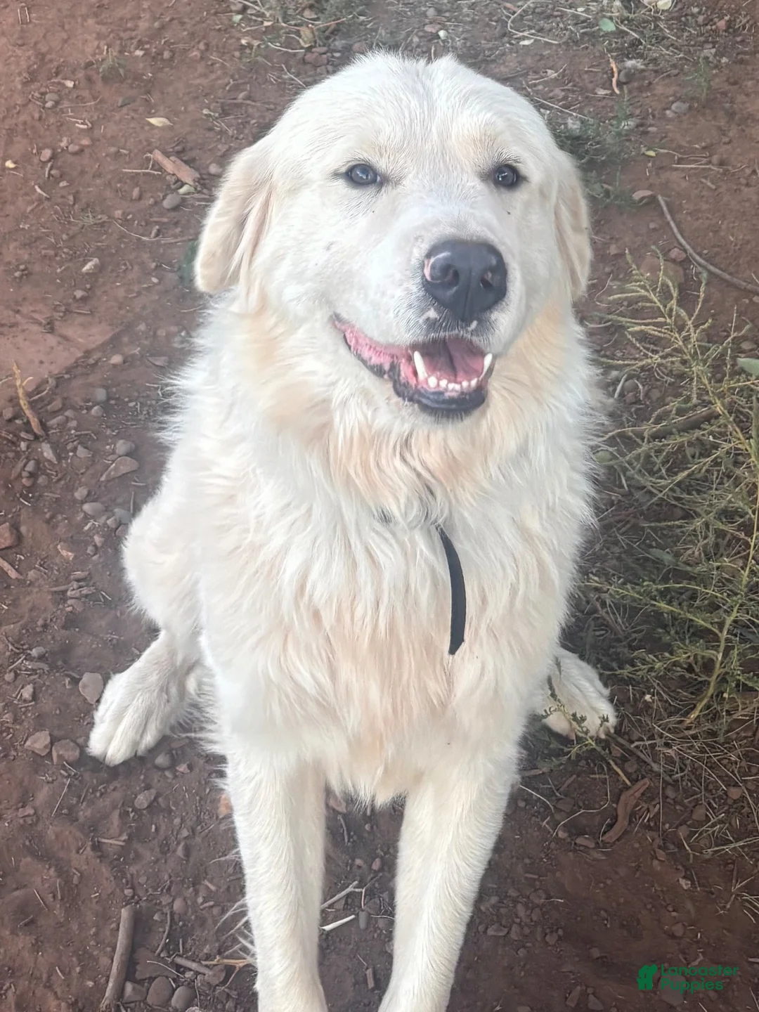 Mixed Breed dogs for sale: Mercy - Ad 6