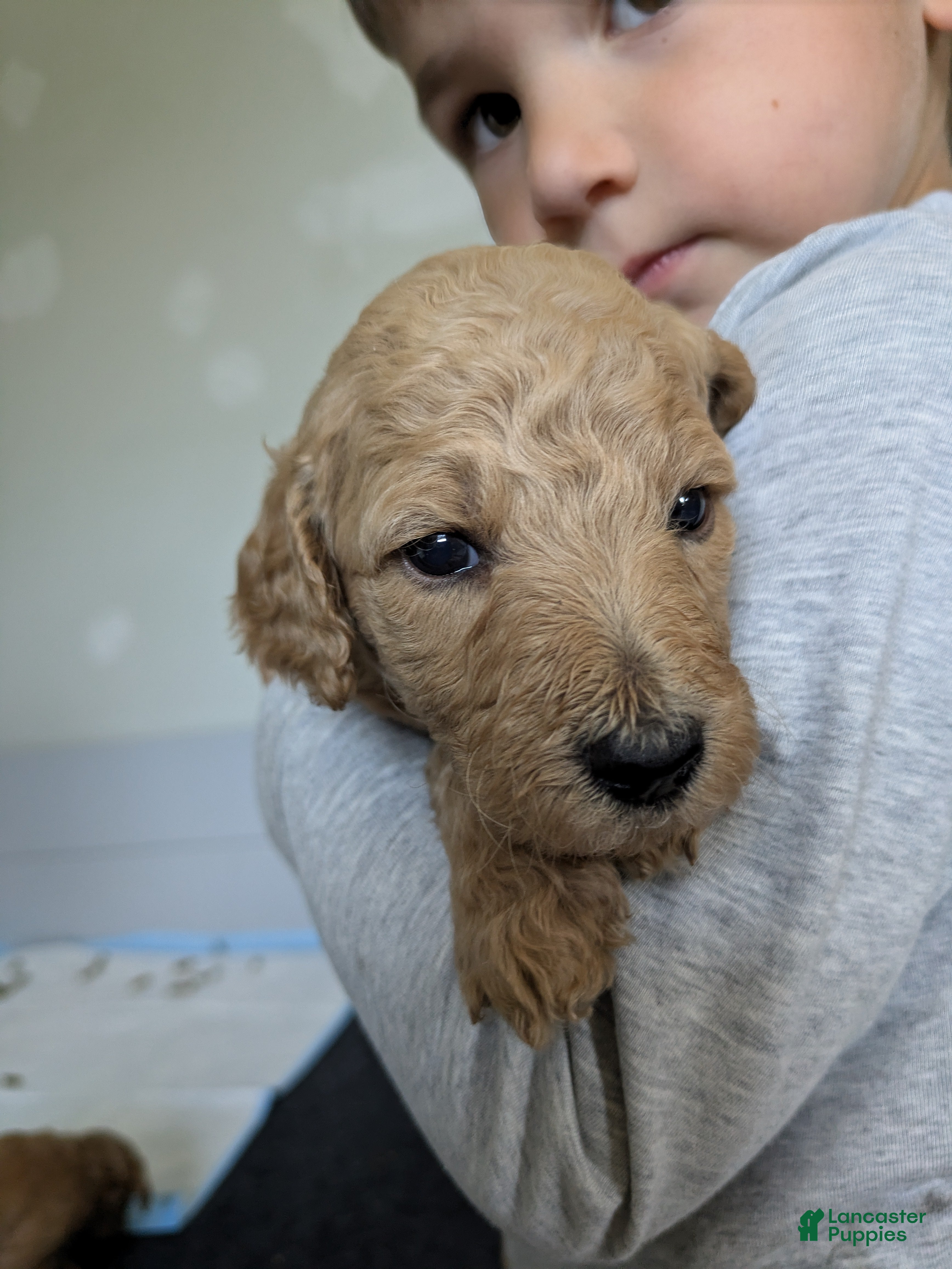 Goldendoodle dogs Petunia - Ad 2