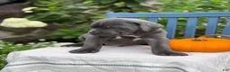 Cane Corso dogs for sale: Diesel - Ad 7
