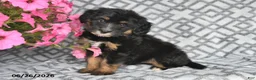 Mini Bernedoodle dogs for sale: Tara - Ad 8