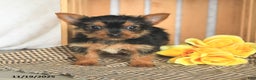 Yorkshire Terrier dogs for sale: Bambi - Ad 2