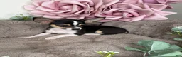 Chihuahua dogs for sale: “Gigi” Female Chihuahua - Ad 6