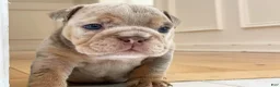 English Bulldog dogs for sale: ENID - Ad 15