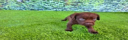 Labrador Retriever dogs for sale: Benny - Ad 3