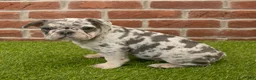 French Bulldog dogs for sale: Misty - Ad 10