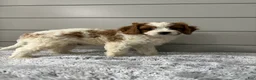 Cavapoo dogs for sale: Teddy  - Ad 7