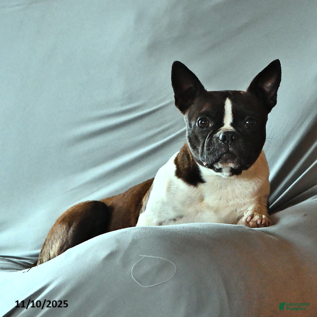 Boston Terrier dogs for sale: Grizzly - Ad 4