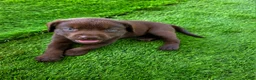 Labrador Retriever dogs for sale: Ruby - Ad 1