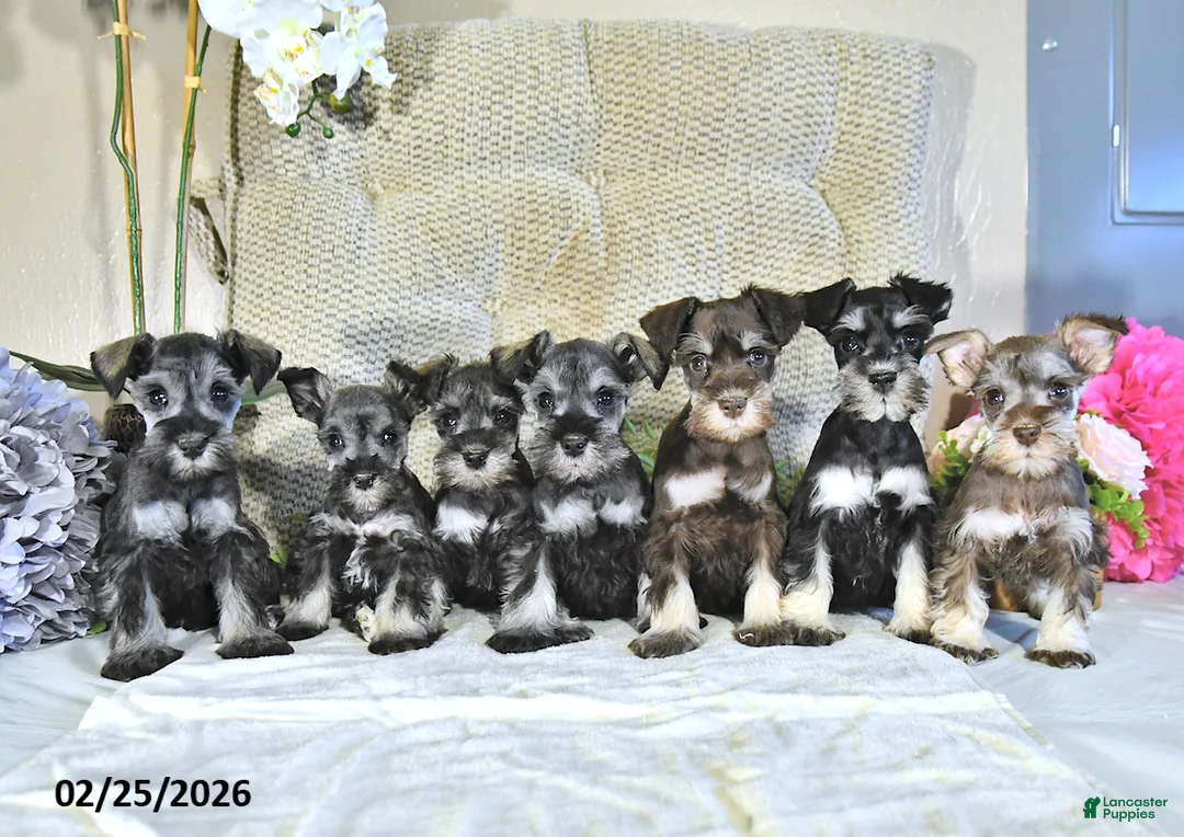 Miniature Schnauzer dogs for sale: Karter - Ad 5