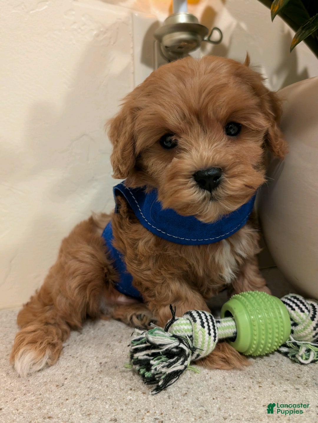 Cavapoo dogs for sale: Tinker  - Ad 3