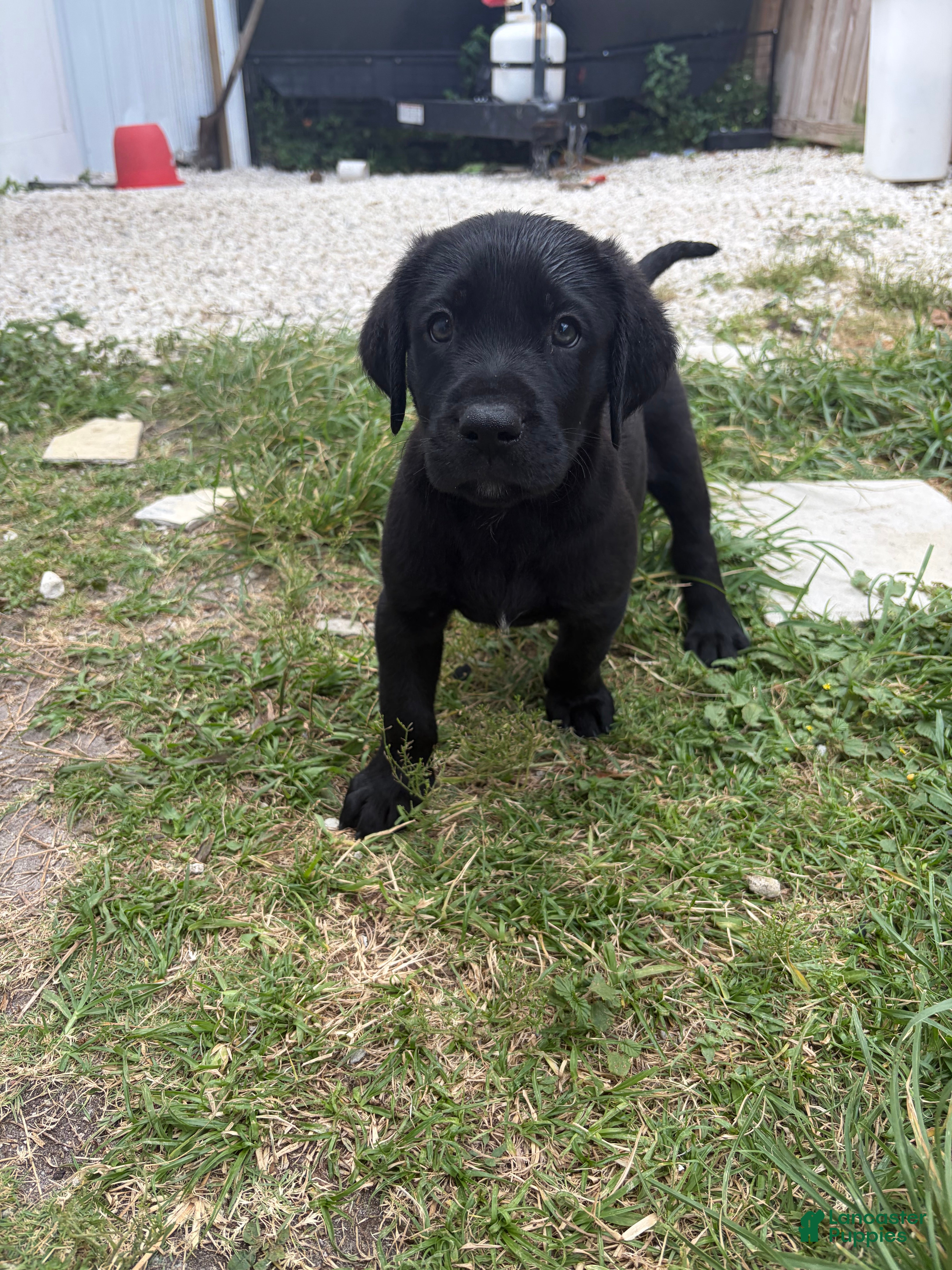 Labrador Retriever dogs Labrador Retriever Puppy 6 - Ad 2