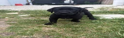 Labrador Retriever dogs for sale: Labrador Retriever Puppy 6 - Ad 2
