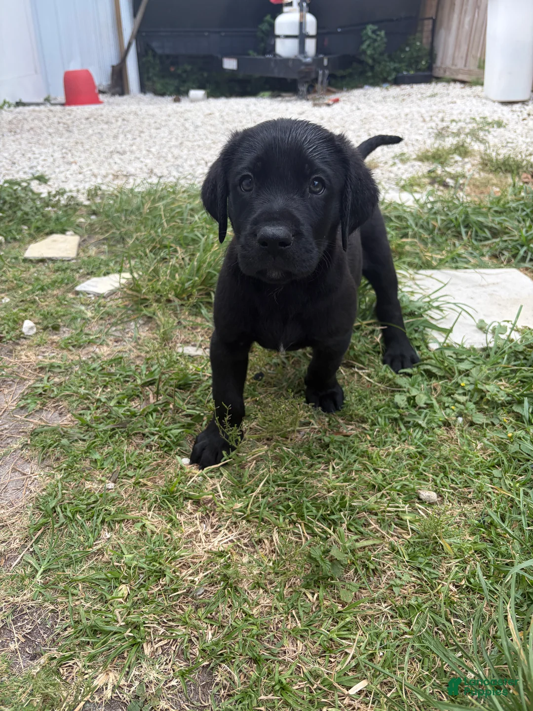 Labrador Retriever dogs for sale: Labrador Retriever Puppy 6 - Ad 2