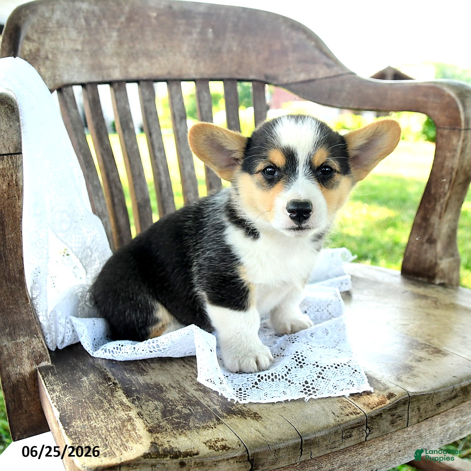 Welsh Corgi Pembroke dogs Rebekah - Ad 1