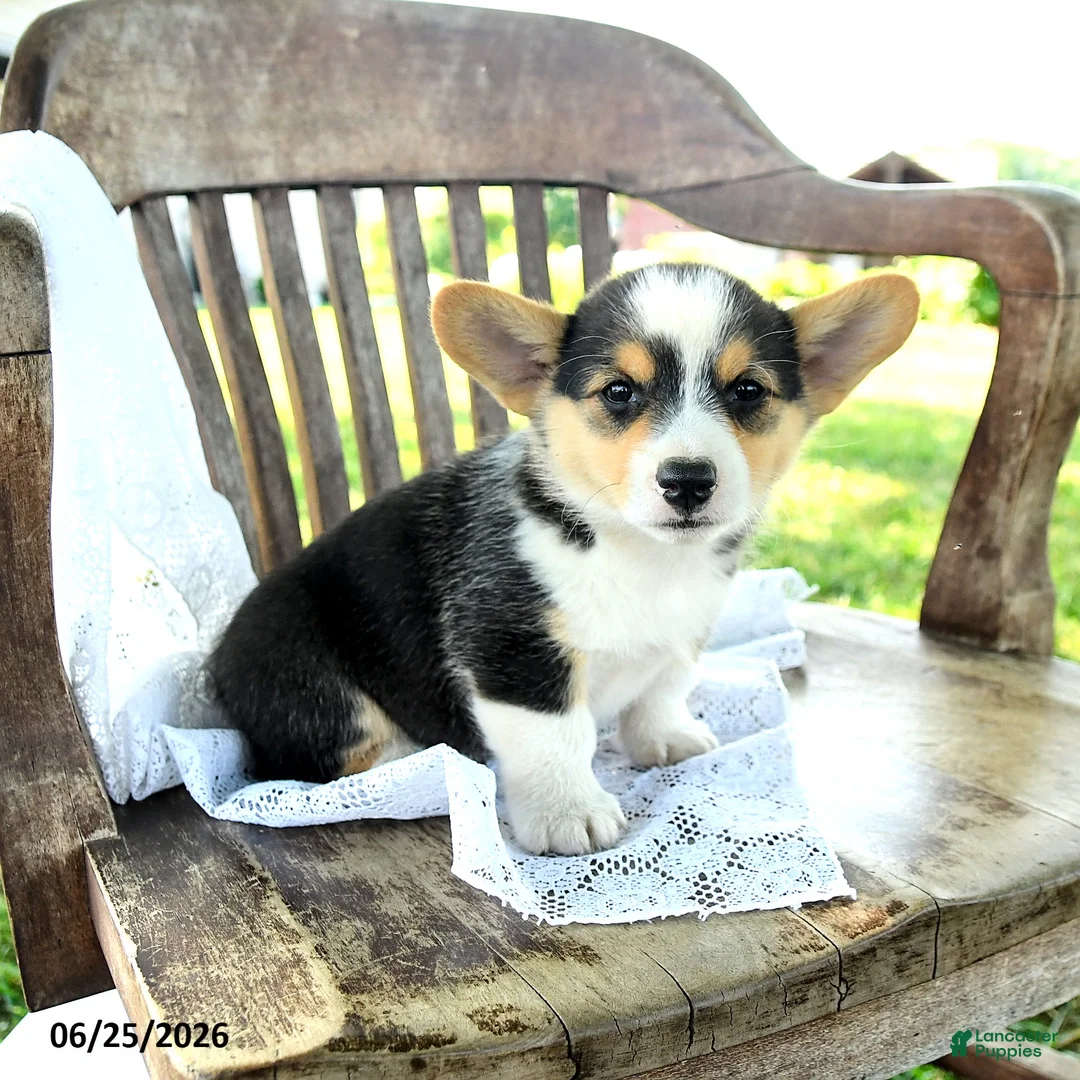 Welsh Corgi Pembroke dogs for sale: Rebekah - Ad 1
