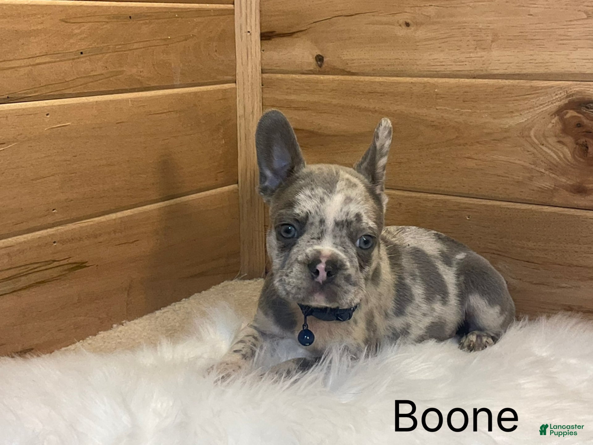 French Bulldog dogs Boone - Ad 2