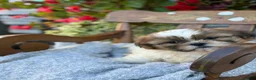 Shih Tzu dogs for sale: Sailor - Ad 8