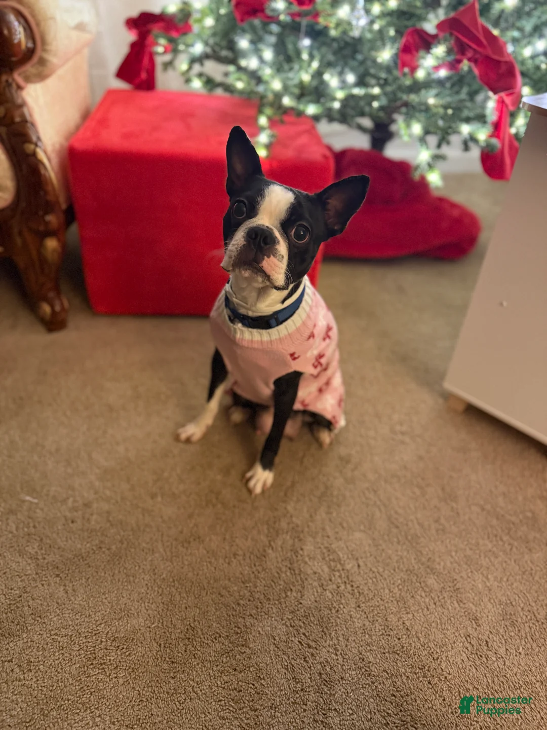 Boston Terrier dogs for sale: Blue - Ad 5