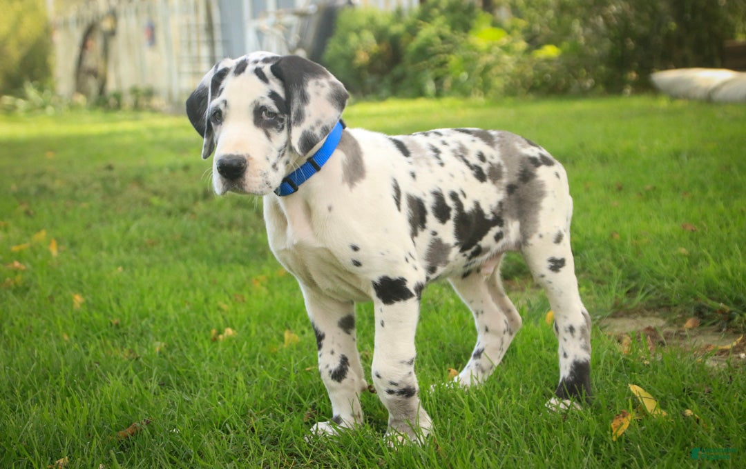 Great Dane dogs Bentley Great Dane  - Ad 2