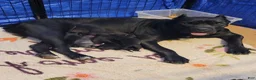 Cane Corso dogs for sale: Orion - Ad 4