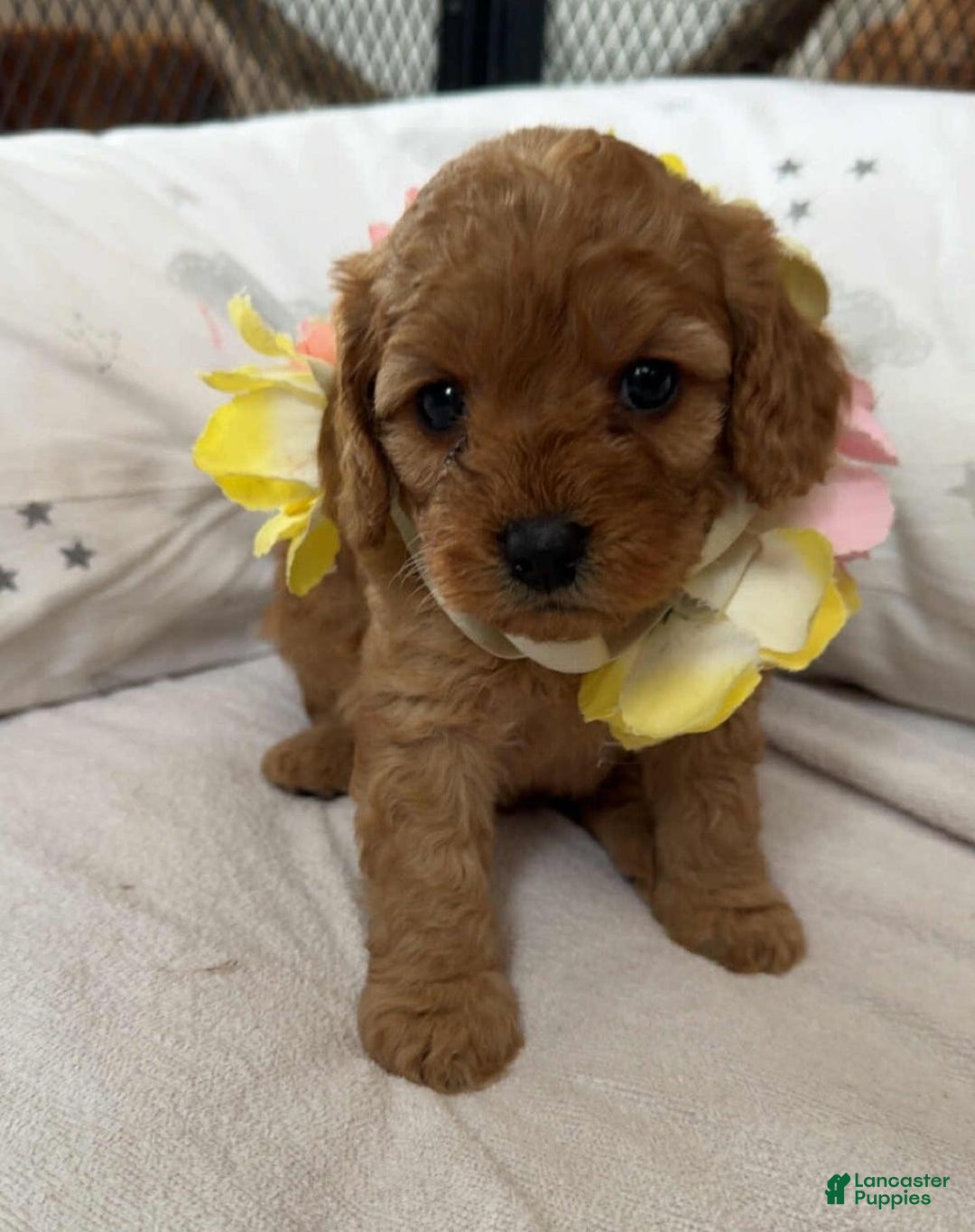 Cavapoo dogs for sale: Johnny  - Ad 10