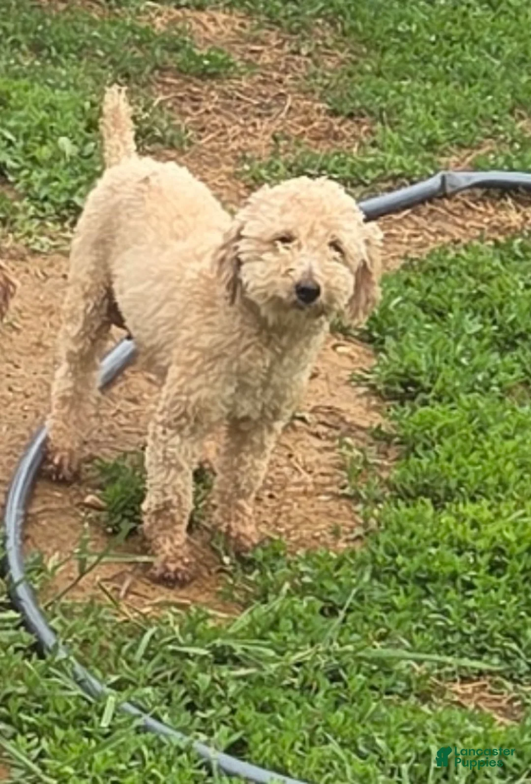 Yorkiepoo dogs for sale: Queen  - Ad 5