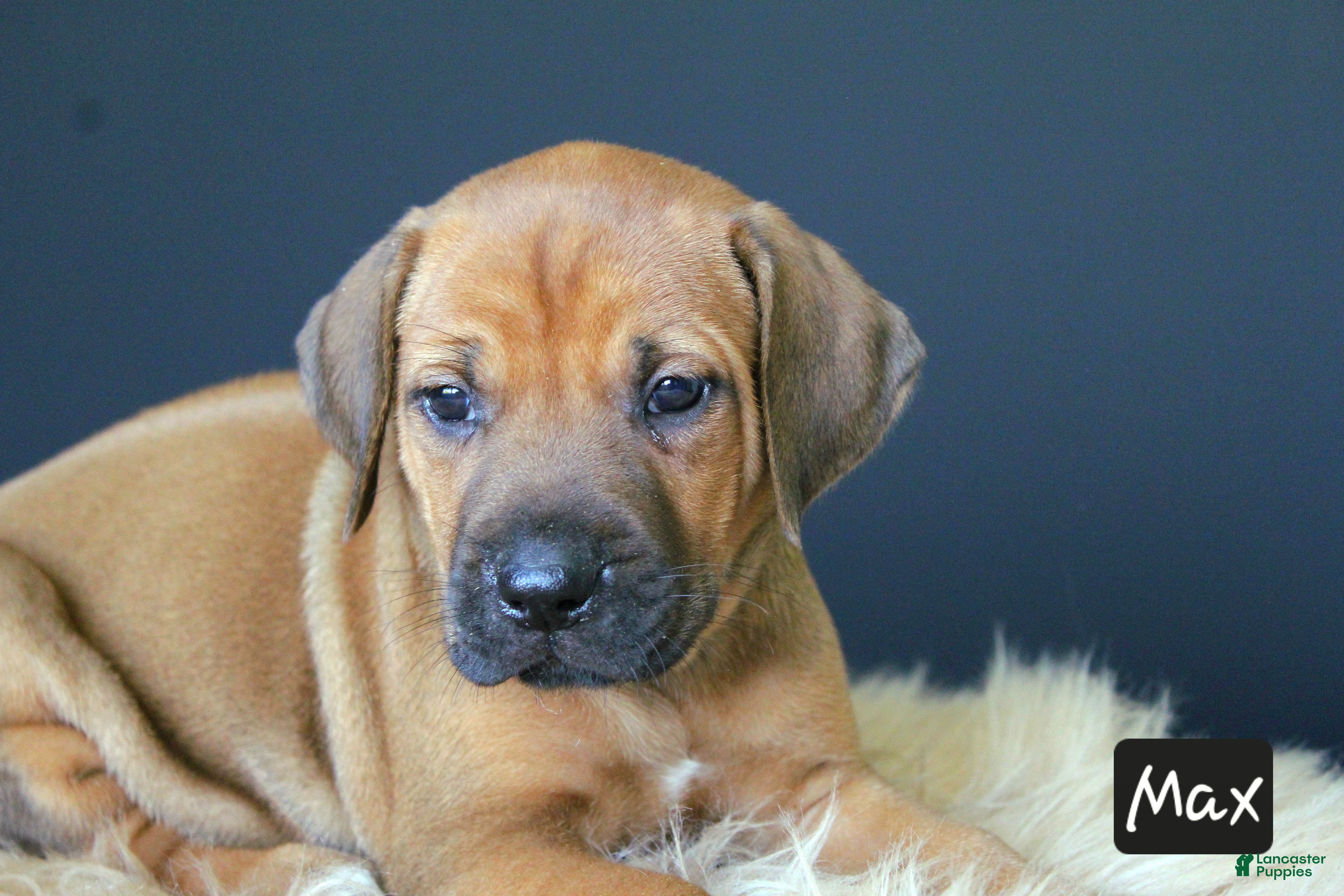 Rhodesian Ridgeback dogs Max - Ad 1