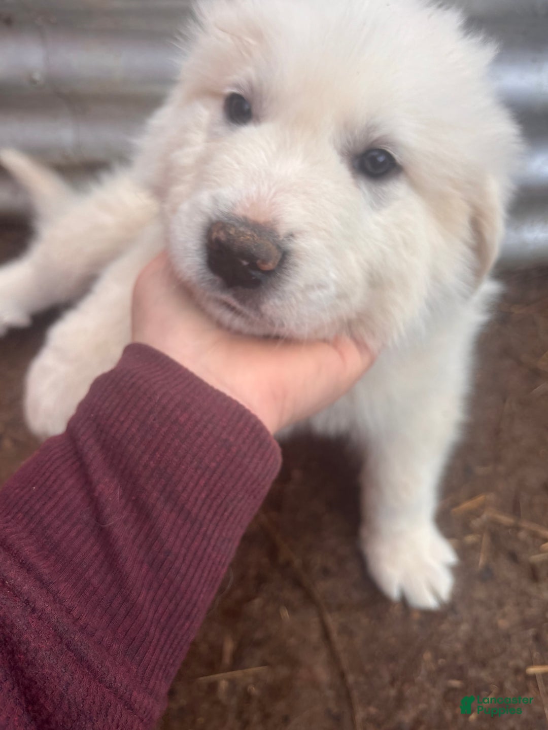 Great Pyrenees dogs for sale: Great Pyrenees Puppy 1 - Ad 1