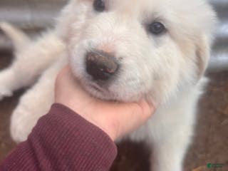 Great Pyrenees dogs Great Pyrenees Puppy 1 - Ad 36
