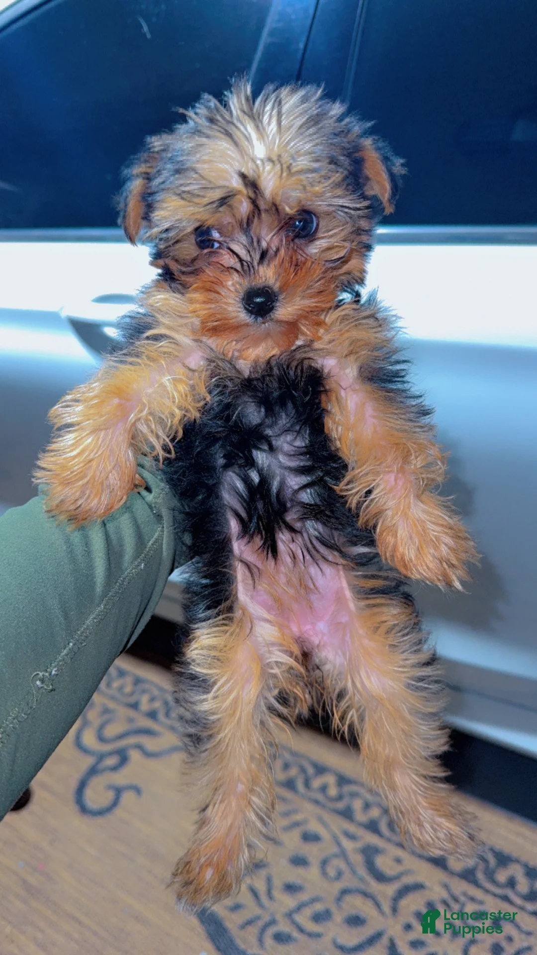 Yorkshire Terrier dogs for sale: Sapphire  - Ad 1