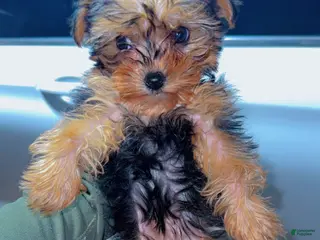 Yorkshire Terrier dogs Sapphire - Ad 1