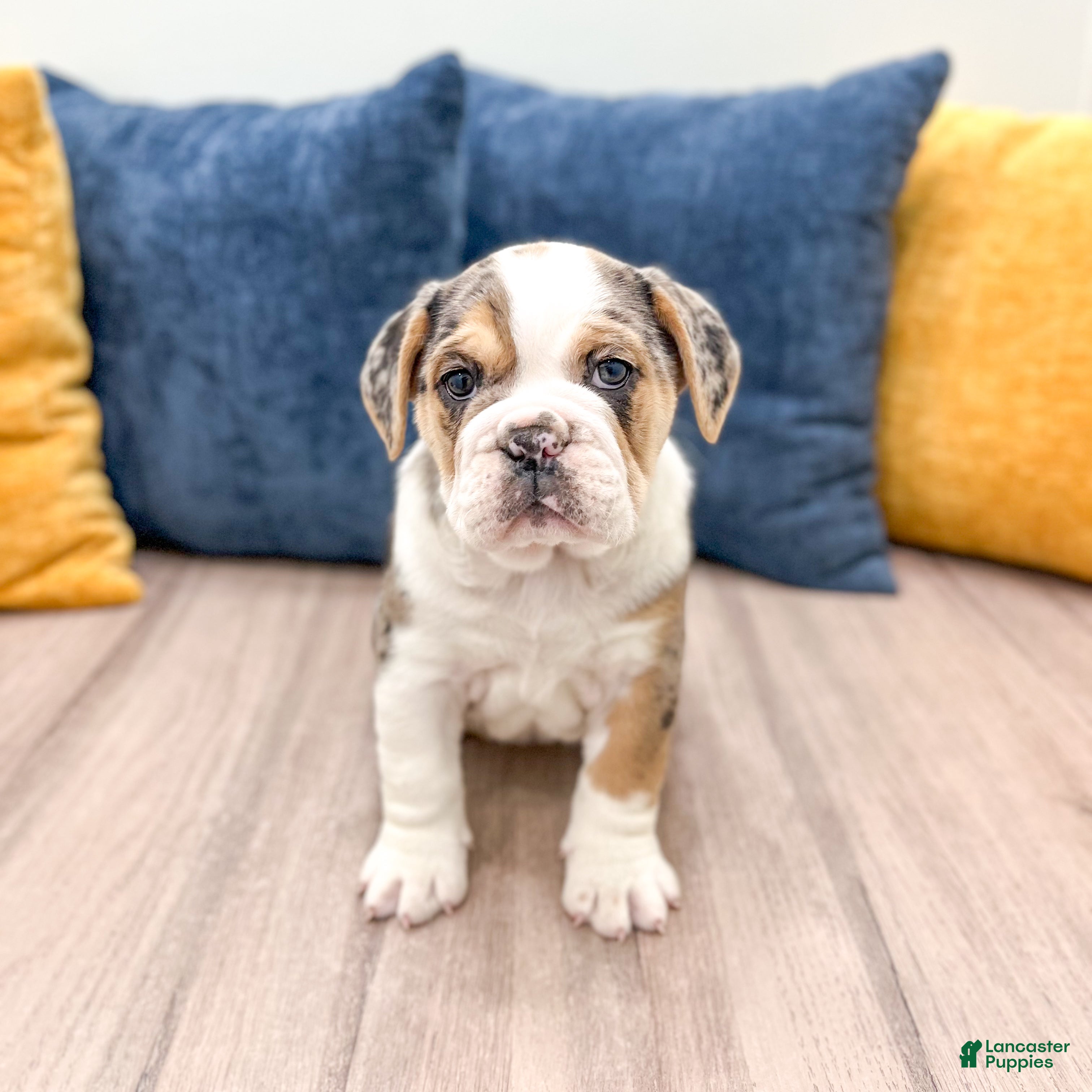 Beabull dogs Poppy - Ad 2