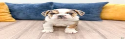 Beabull dogs for sale: Poppy - Ad 2