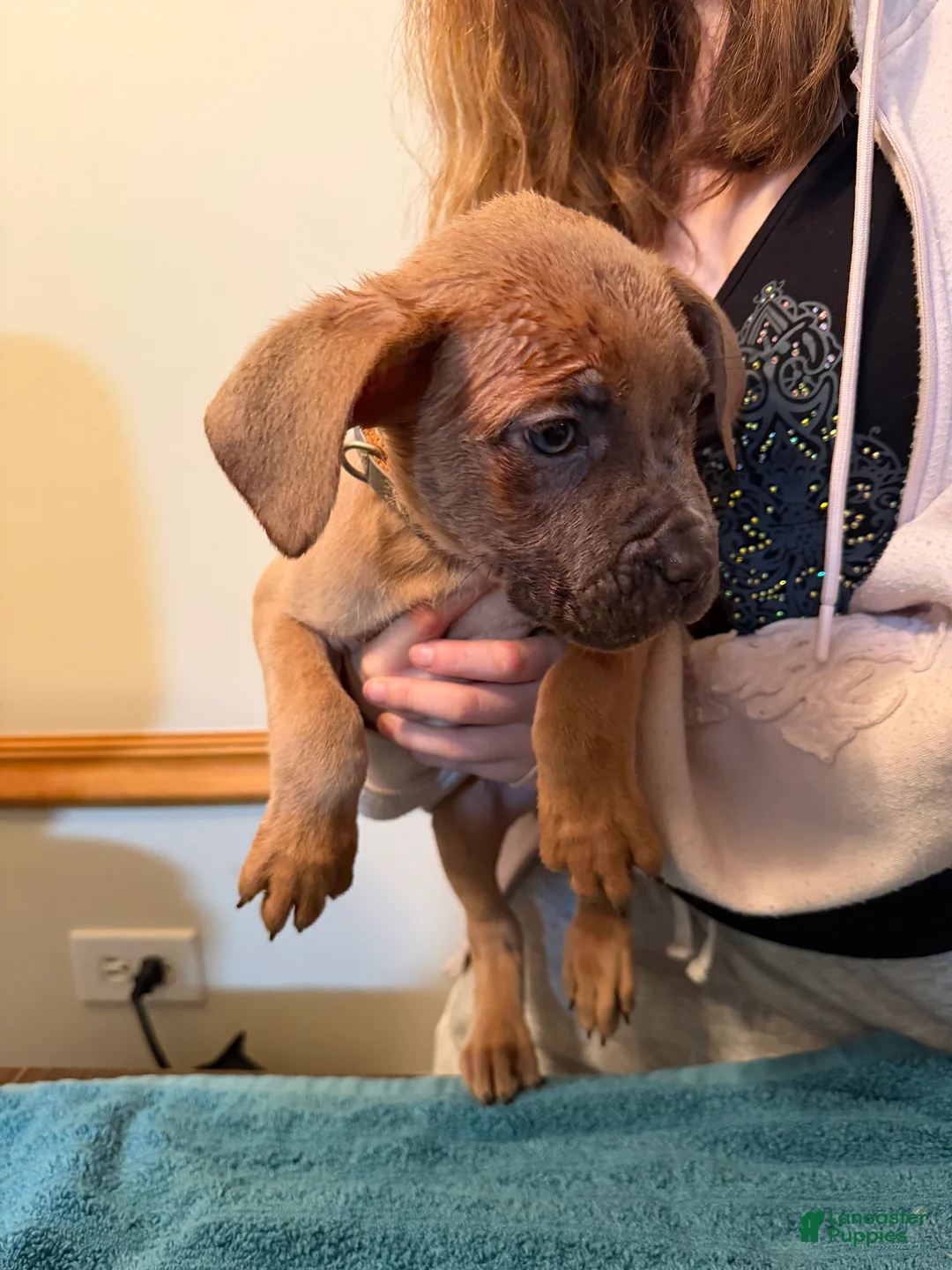 Cane Corso dogs for sale: Cane Corso 1 ant-man - Ad 2
