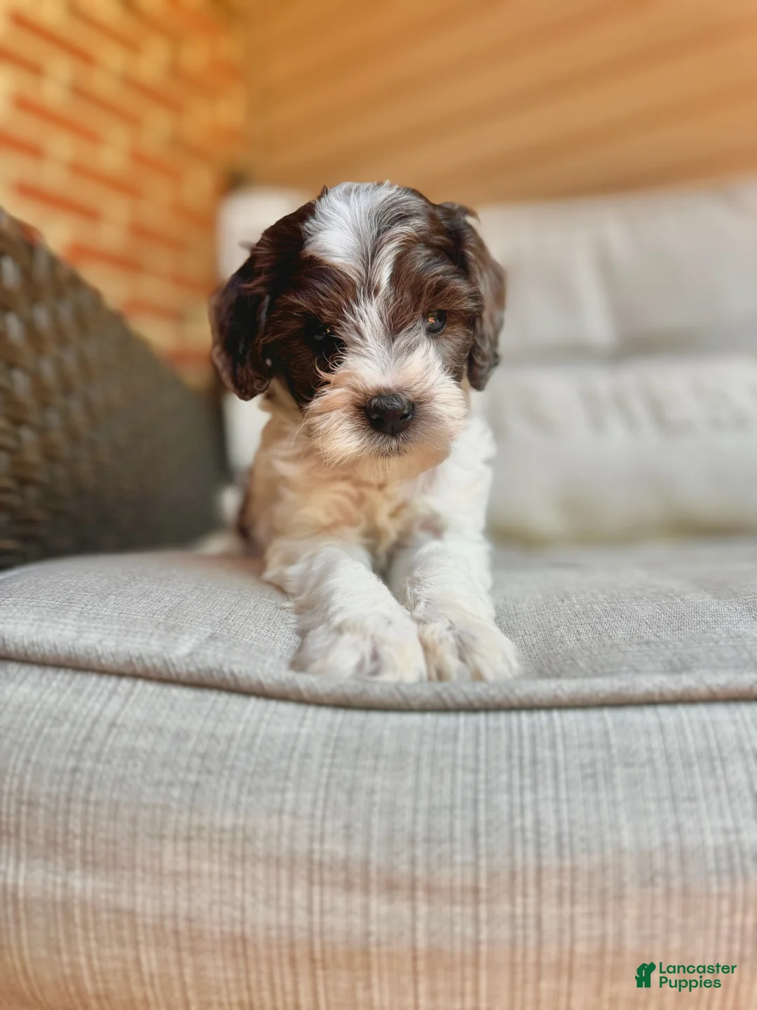 Mini Goldendoodle dogs for sale: Winston - F1b Golden Doodle - Ad 2