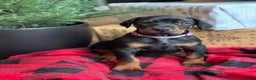Doberman Pinscher dogs for sale: Doberman Pinscher Puppy 4 - Ad 1