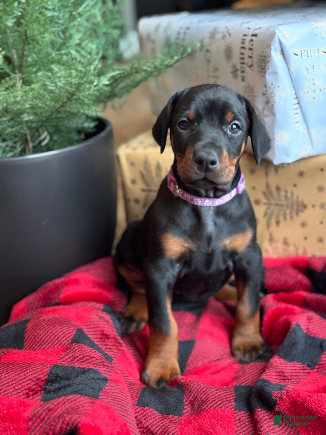 Doberman Pinscher dogs for sale: Doberman Pinscher Puppy 4 - Ad 1