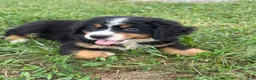 Bernese Mountain Dog dogs for sale: Paisley - Ad 26