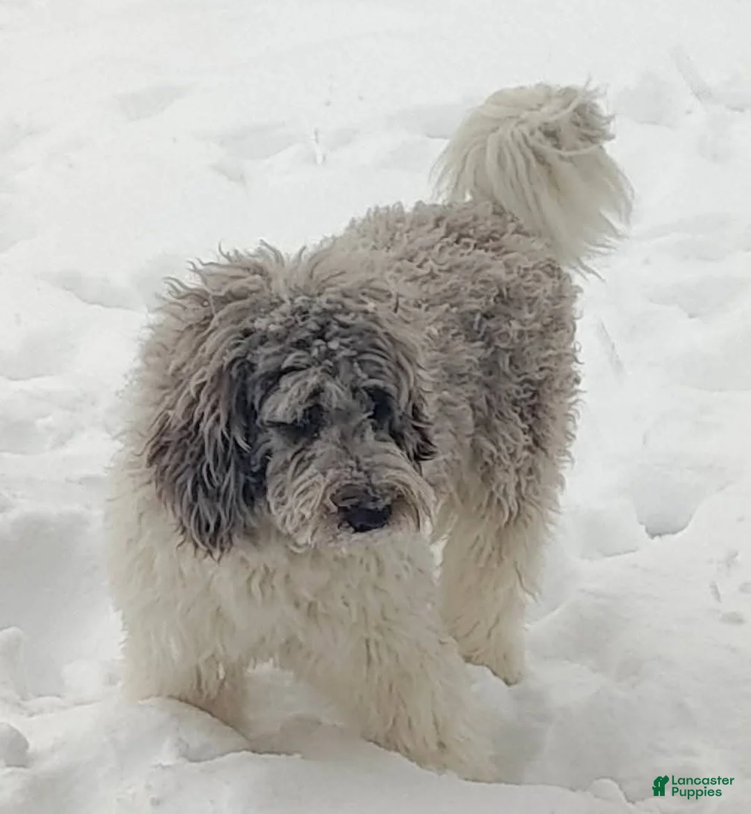 Newfypoo dogs for sale: Light Green - Ad 10