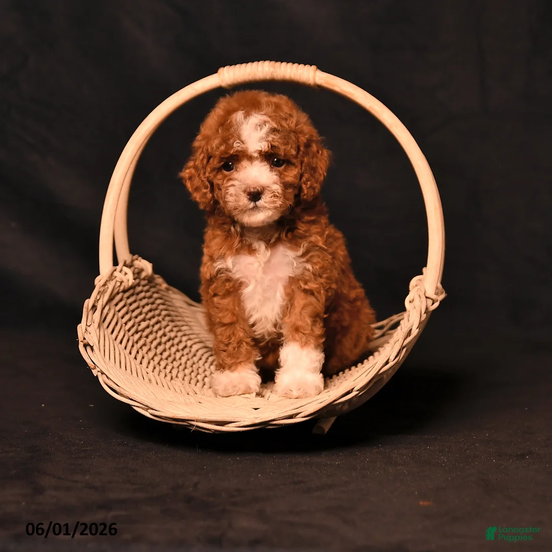 Toy Poodle dogs for sale: Dixie - Ad 1
