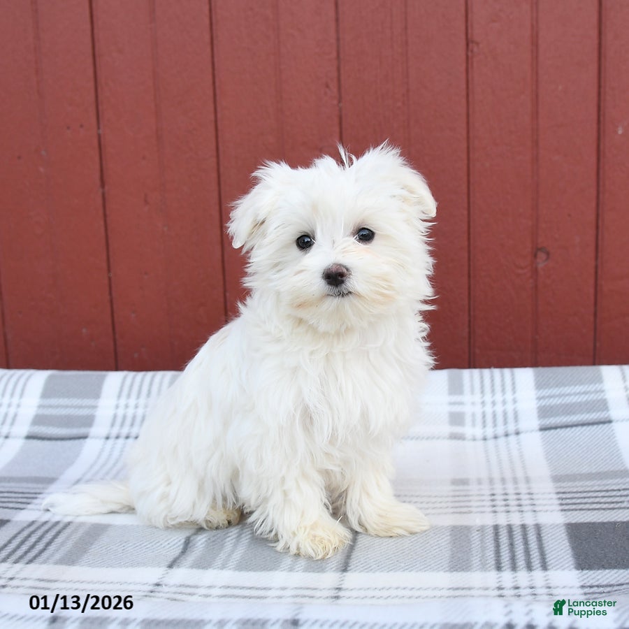 Maltese dogs Kimmy - Ad 42