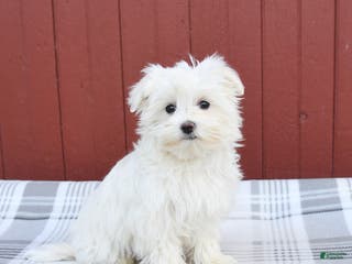Maltese dogs Kimmy - Ad 42
